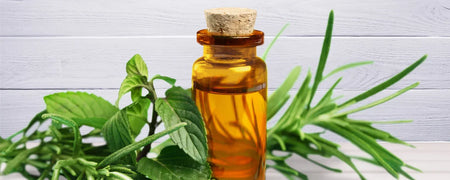 Descubre los beneficios del aceite de árbol de té para la salud del cabello