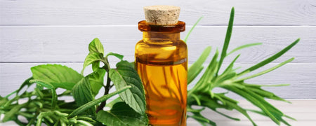 Descubre los beneficios del aceite de árbol de té para la salud del cabello