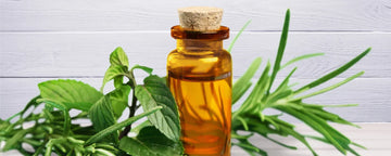 Tea tree oil for hair