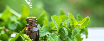 Peppermint oil for hair