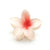 Orchid